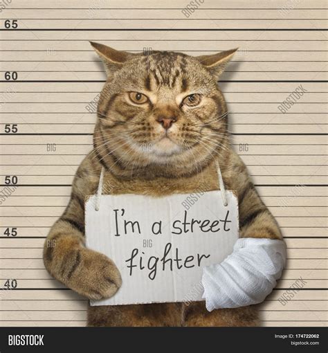 Tough Cat Famous Image And Photo Free Trial Bigstock