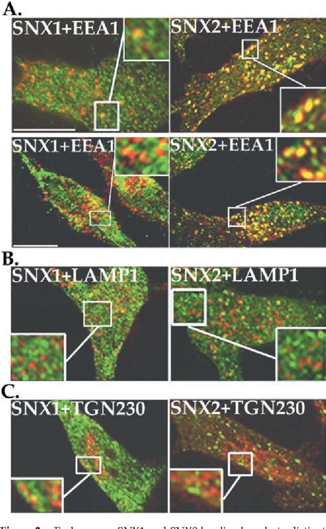 Figure From A Role For Sorting Nexin In Epidermal Growth Factor