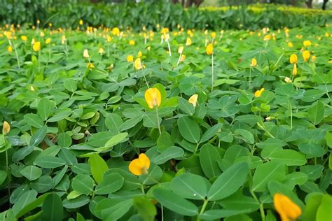 Arachis Repens Rewild Brazil The Brazilian Plantfinder