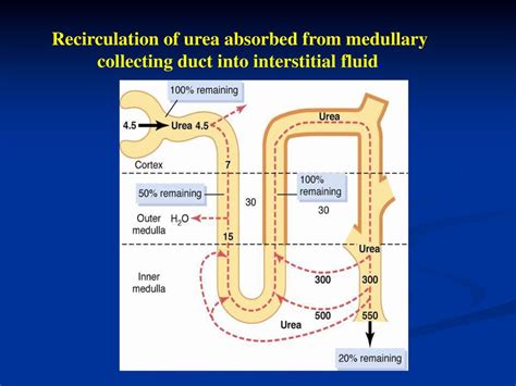 Urine Concentration And Dilution Regulation Of Extracellular Fluid