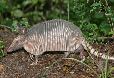 Armadillo Tails