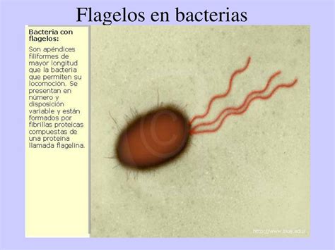 Ppt Microbiología Powerpoint Presentation Free Download Id 1348048