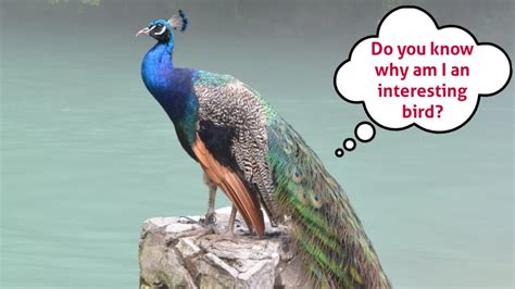 Top 10 Interesting Facts About Indian Peacock And Peahen Peafowl