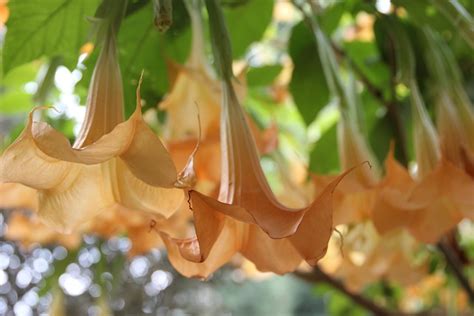 Datura Plant Herb Free Photo On Pixabay Pixabay