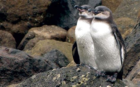 Galapagos Penguin - Galapagos Travel Center