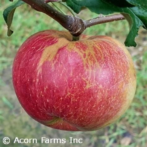 Wealthy Apple Tree