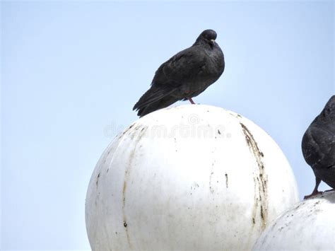 Pigeons Perched On Lights Stock Photo Image Of Pigeon 314609548