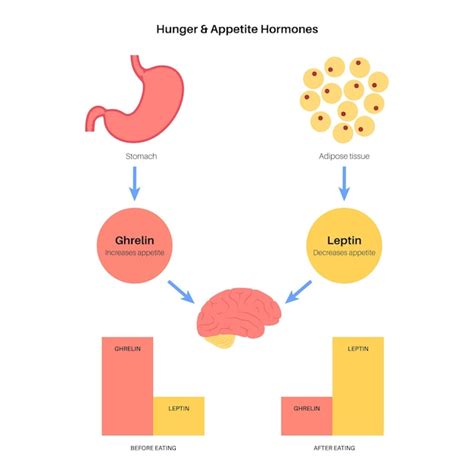 Hormonas Del Apetito Y Del Hambre Grelina Y Leptina En El Cuerpo Humano