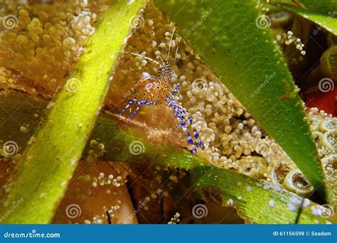 Underwater Marine Life A Spotted Cleaner Shrimp Stock Photo Image Of