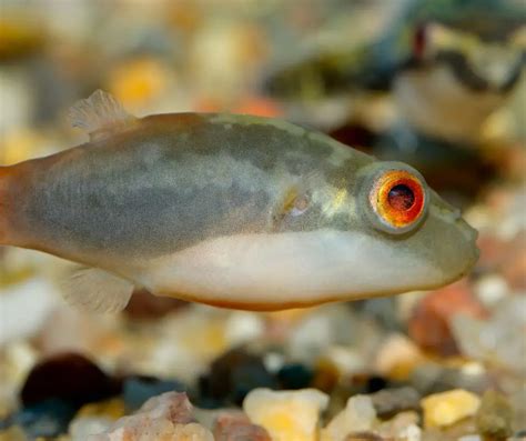 Crested Puffer Fish Care: Complete Guide