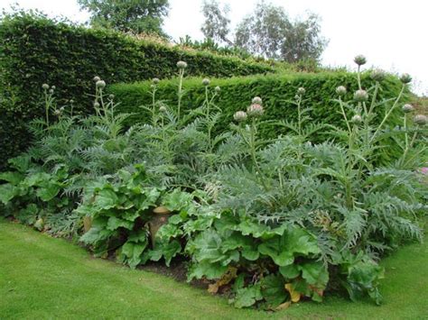 Gorgeous Artichoke Planted Next To Rhubarbi Really Like This