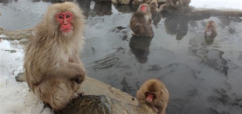 Video: A Post-Holiday, Hot-Springs Retreat with Japan’s Snow Monkeys