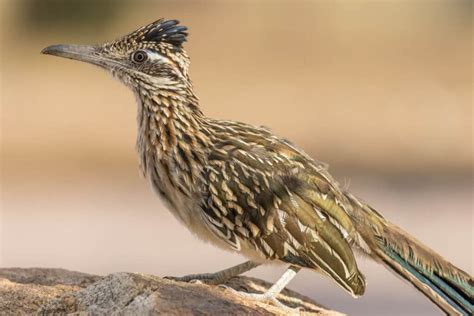 Feathered Friends Of The Sonoran Desert Lost Dutchman State Park