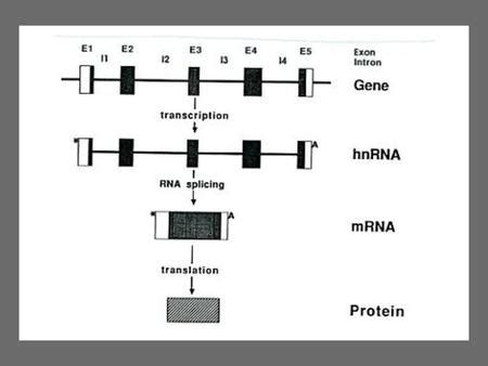 Fig Esco Dependent Cis Dna Looping Model Underlying The Etiology