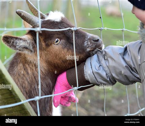 Pygmy African goat eating clothes of young child. An infant girl allows ...