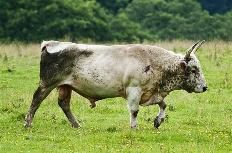 Chillingham Wild Bull Chillinghan Cattle Northumberland Flickr