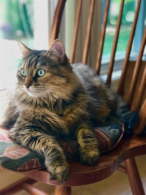 Close-Up Photo of Cat Sitting On Chair · Free Stock Photo