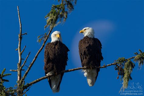 Pair Of Bald Eagles Perched Warrenton Oregon Living Wilderness