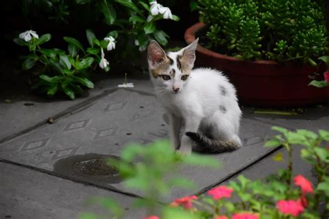 Un Chat Perdu Peut Il Retrouver Sa Maison Ventana Blog