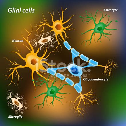 Glial Cells Stock Photo Royalty Free Freeimages