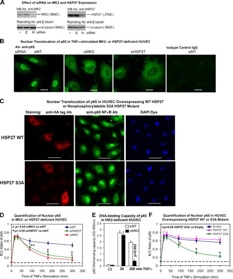 Nuclear Targeting Of Nf B After Inhibition Of Mk Or Hsp In