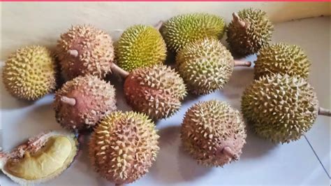 LIHAT DURIAN MENTAH JANGAN BURU BURU DI BUANG KARENA KALO DI DIAMKAN