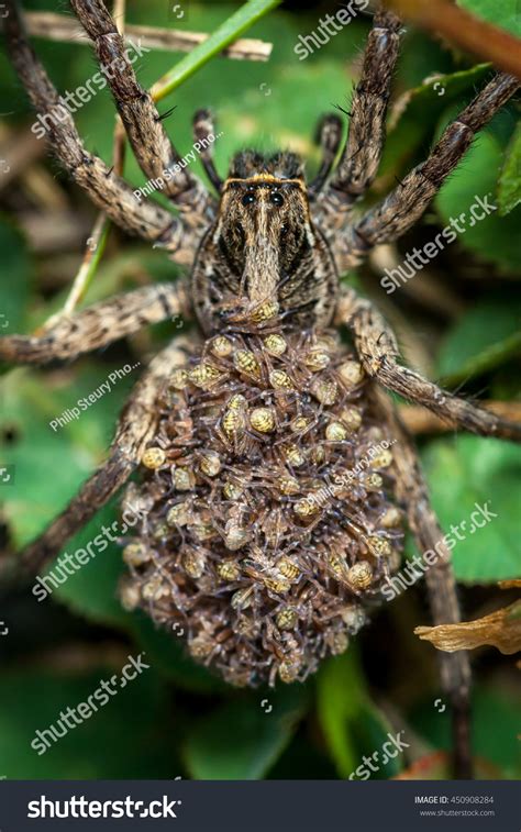 Female Wolf Spider Babies Stock Photo 450908284 Shutterstock