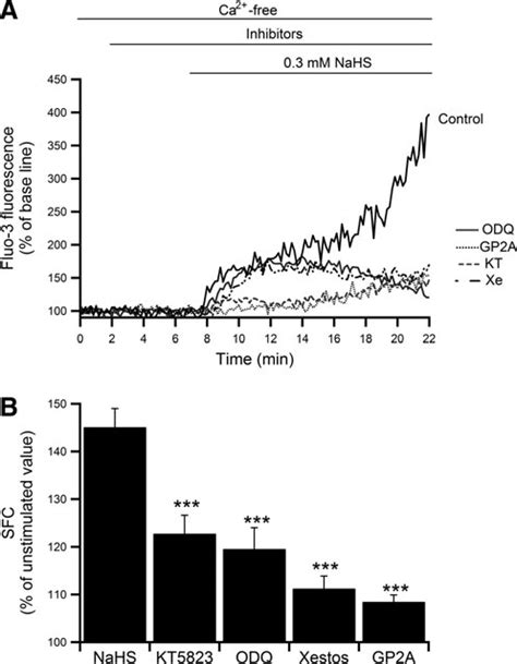 Effects Of Sgc Pkg Ip R And G Protein Inhibitors On The