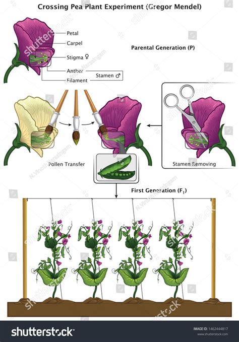 Mendel Genetic Concept Crossing Pea Plant Experiment Parental Generation and Pea Flower Parts ...