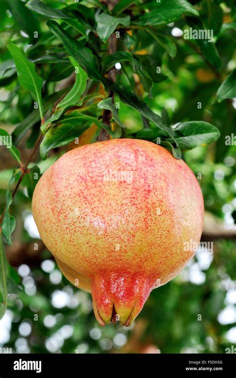 Red And Ripe Pomegranate On The Branch Of A Pomegranate Tree In An