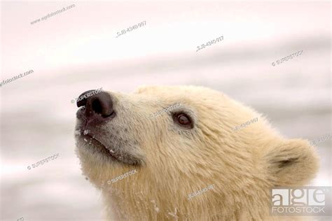 Polar Bear Cub, Stock Photo, Picture And Rights Managed Image. Pic. SJB ...