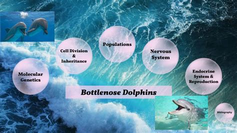 Bottlenose Dolphin By Wanida Thathip On Prezi