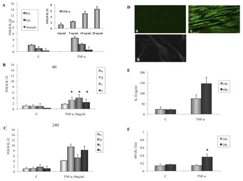 Effect of TNF α 10 ng ml on IL 32 mRNA expression and IL 32 release