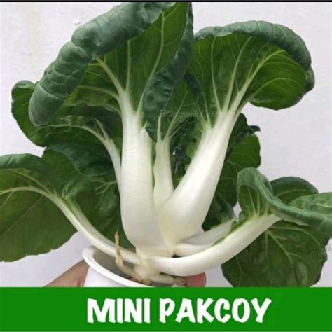 Jual Benih Sawi Baby Pakcoy Mini Pakcoy Nai Bai Shopee Indonesia