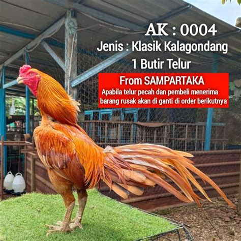 Jual Ayam Bangkok Klasik Gondang Impor Telur Fertil Siap Tetas 1 Butir