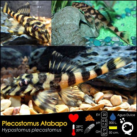 Plecostomus Atabapo De Venta En Aquatic Shop Acuario