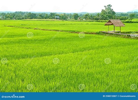 Vivid Green Paddy Field Of Immature Rice Plants With Rustic Style