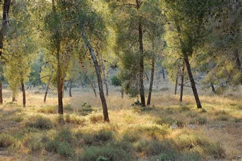 Mountain forest in Israel stock image. Image of mountains - 14874103