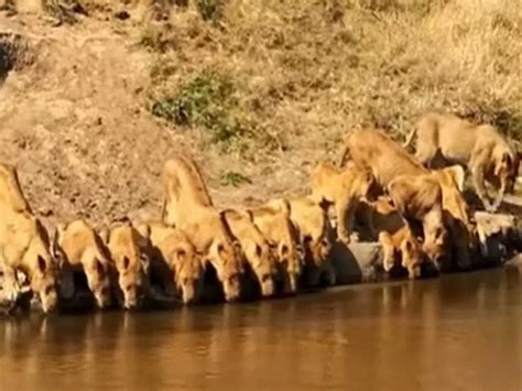 Viral Video Of Lions Drinking Water: Latest News, Photos and Videos on ...