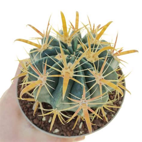 Ferocactus Latispinus Var Flavispinus Cm Cactaceae Giromagi