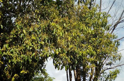 Mallotus Philippensis Euphorbiaceae Image At Phytoimages Siu Edu