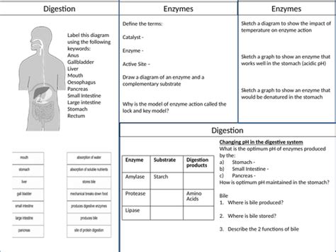 Gcse Digestive System And Enzymes Revision Teaching Resources