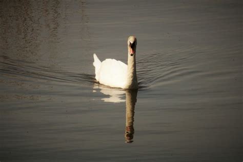 Earlswood Lakes Surrey Viscountess Vicky Saunders Flickr