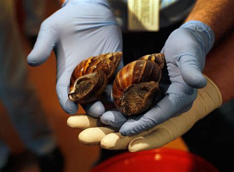 Giant African Land Snails Take Over Florida Photo 6 Pictures CBS News