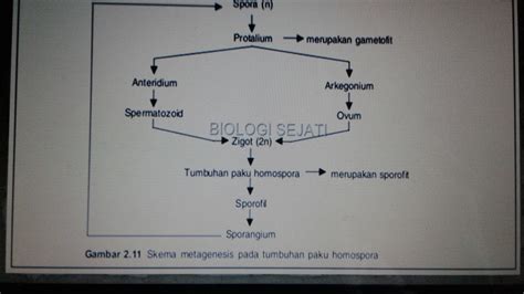 Bagan Pergiliran Keturunan Tumbuhan Paku Dan Lumut Yubelajar