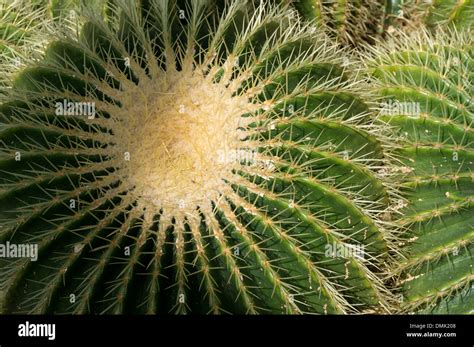 Golden Barrel Cactus Echinocactus Grusonii Stock Photo Alamy