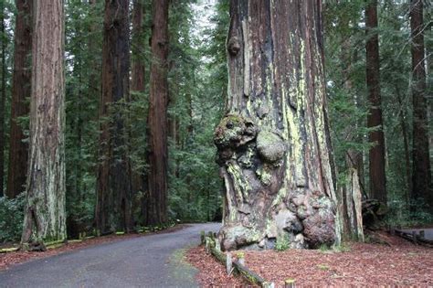 Humboldt Redwoods Interpretive Association