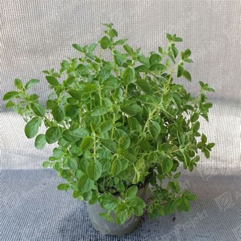 Риган /Origanum vulgare/