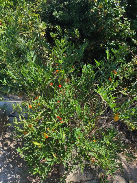 Solanum Pseudocapsicum L Biodiversidade