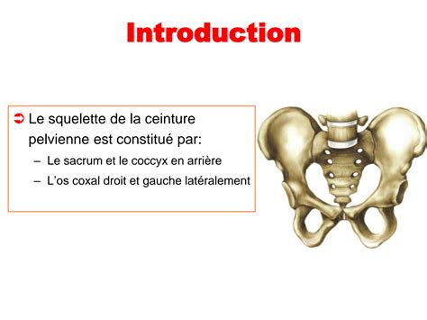 Solution Ost Ologie Du Membre Pelvien Inf Rieur Anatomie Humaine